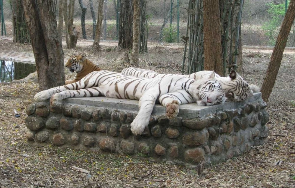Attractions Image